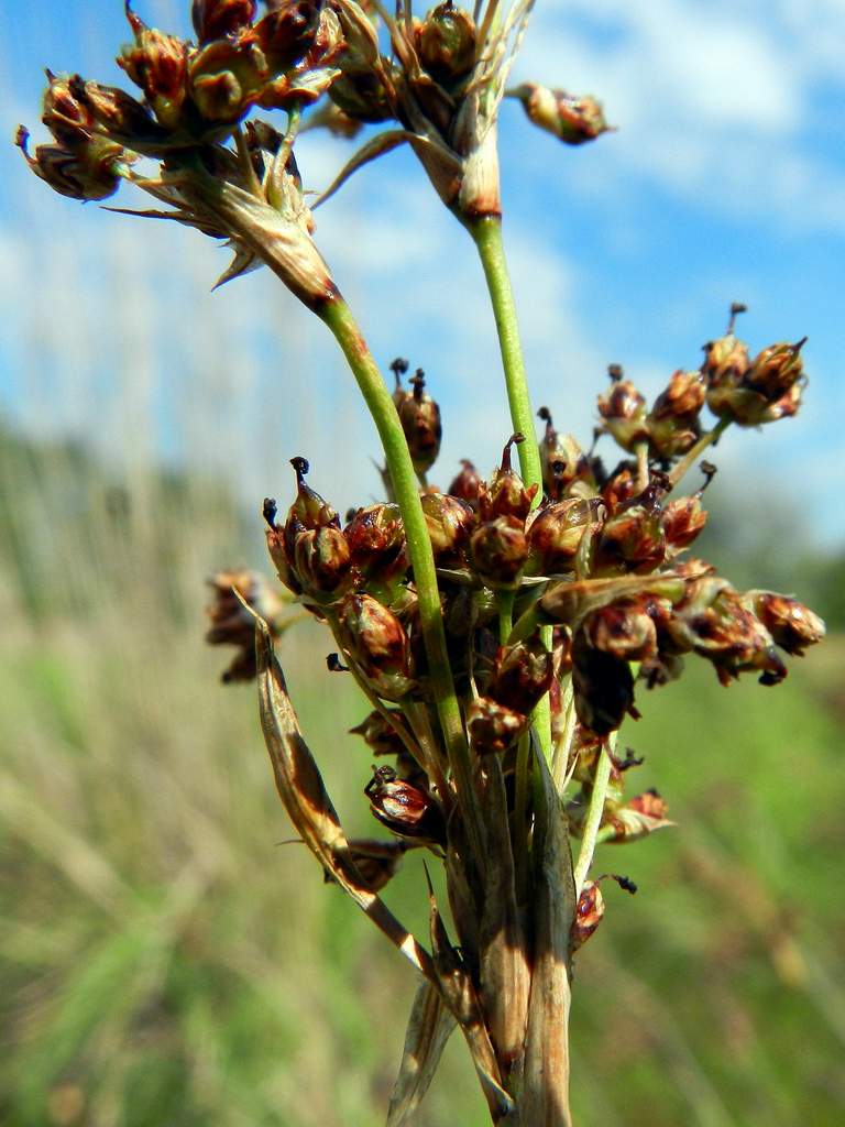 Juncus acutus